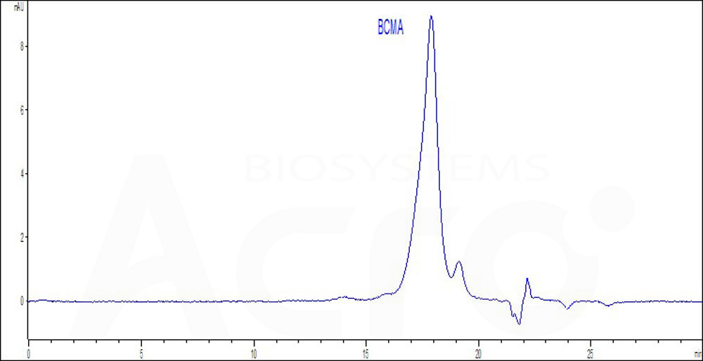Human BCMA Protein, His Tag (HPLC-verified) (Cat. No. BCA-H522y) HPLC images