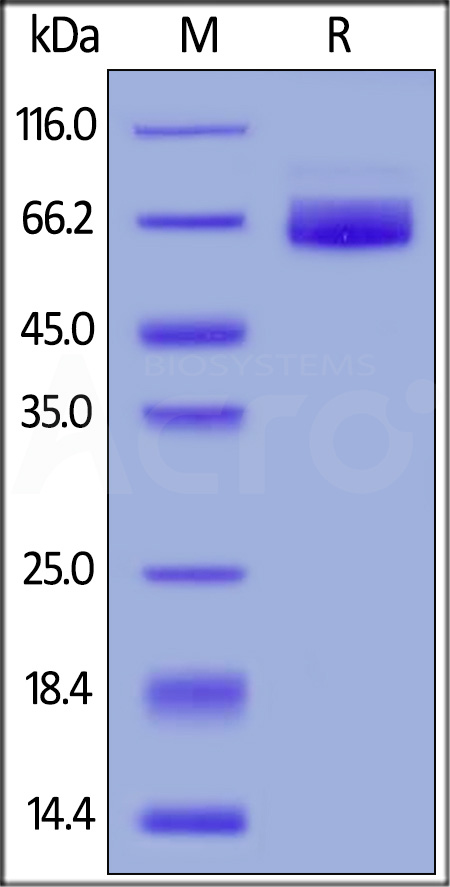 Human 2B4, Fc Tag (Cat. No. 2B4-H5255) SDS-PAGE gel