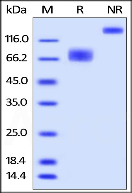 Biotinylated Human 2B4, Fc,Avitag (Cat. No. 2B4-H82F0) SDS-PAGE gel