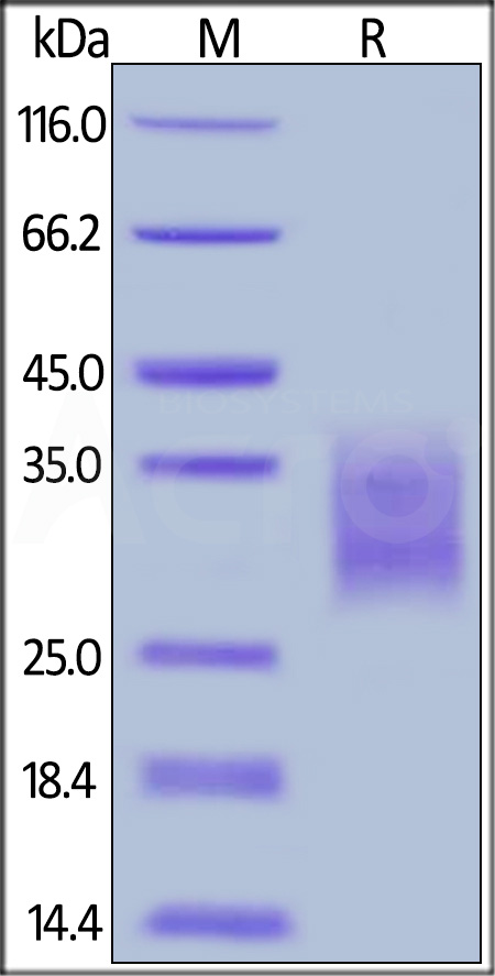 Cynomolgus / Rhesus macaque 4-1BB, His Tag (Cat. No. 41B-C52H4) SDS-PAGE gel