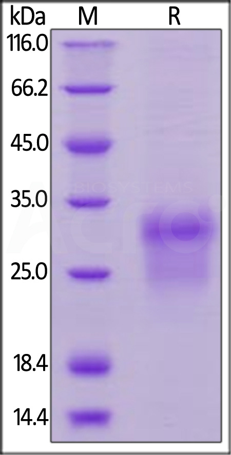 Human BMPR-1A, His Tag (Cat. No. AL3-H5228) SDS-PAGE gel