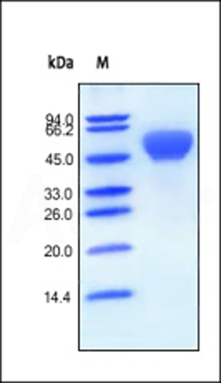 Human BMPR-1A, Fc Tag (Cat. No. AL3-H5259) SDS-PAGE gel