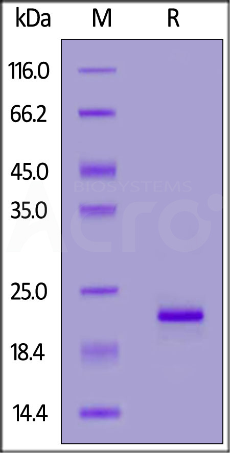 Biotinylated Human Alpha-Synuclein, His,Avitag (Cat. No. ALN-H82H8) SDS-PAGE gel