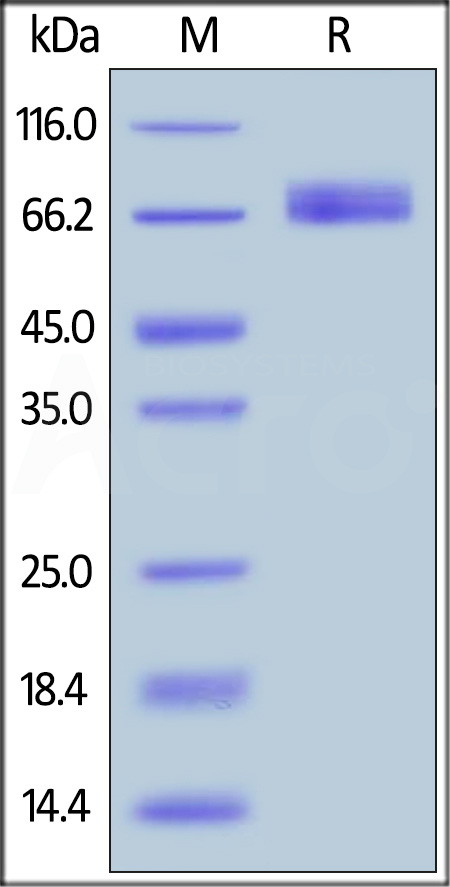 Human B7-H2, Fc Tag (Cat. No. B72-H5254) SDS-PAGE gel