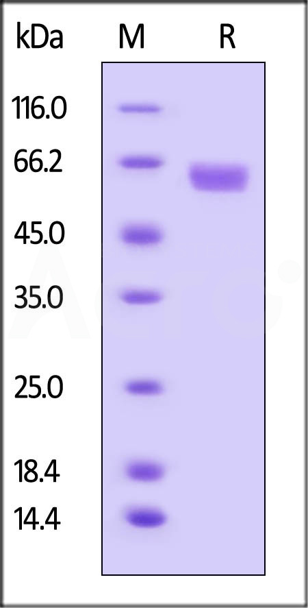 Human B7-H3, Fc Tag (Cat. No. B73-H5253) SDS-PAGE gel