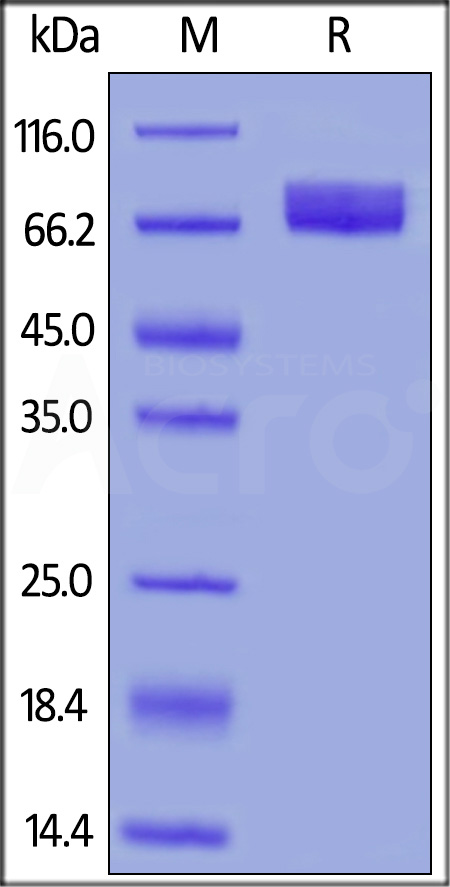 Human B7-H4, Fc Tag, low endotoxin (Cat. No. B74-H5256) SDS-PAGE gel