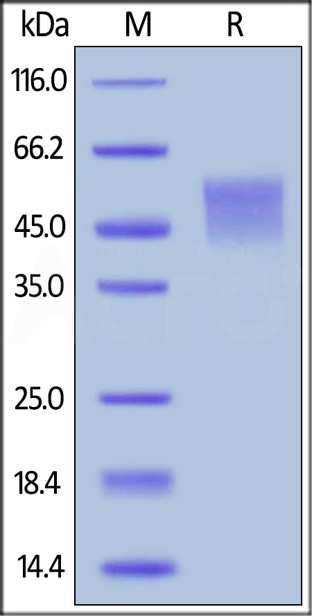 Biotinylated Human B7-H4, His Tag, primary amine labeling (Cat. No. B74-H8222) SDS-PAGE gel