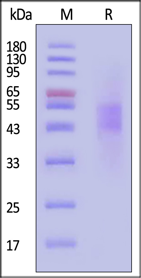 Biotinylated Human B7-H4, Avitag,His Tag (recommended for biopanning) (Cat. No. B74-H82E2) SDS-PAGE gel