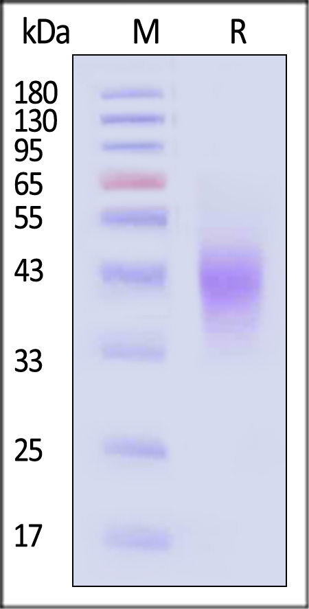 Rhesus macaque B7-H5, His Tag (Cat. No. B75-C5220) SDS-PAGE gel