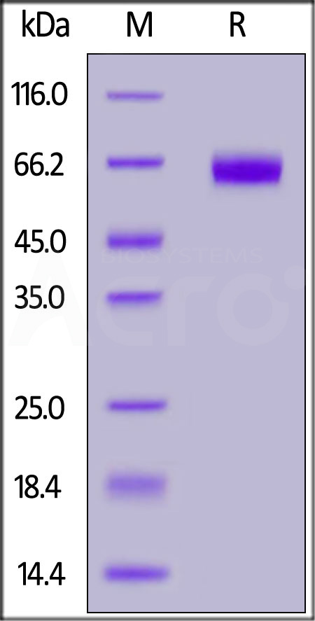 Human B7-H5, Fc Tag (Cat. No. B75-H5259) SDS-PAGE gel