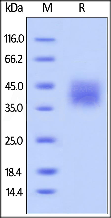 Biotinylated Human B7-H5, Avitag,His Tag (Cat. No. B75-H82E1) SDS-PAGE gel