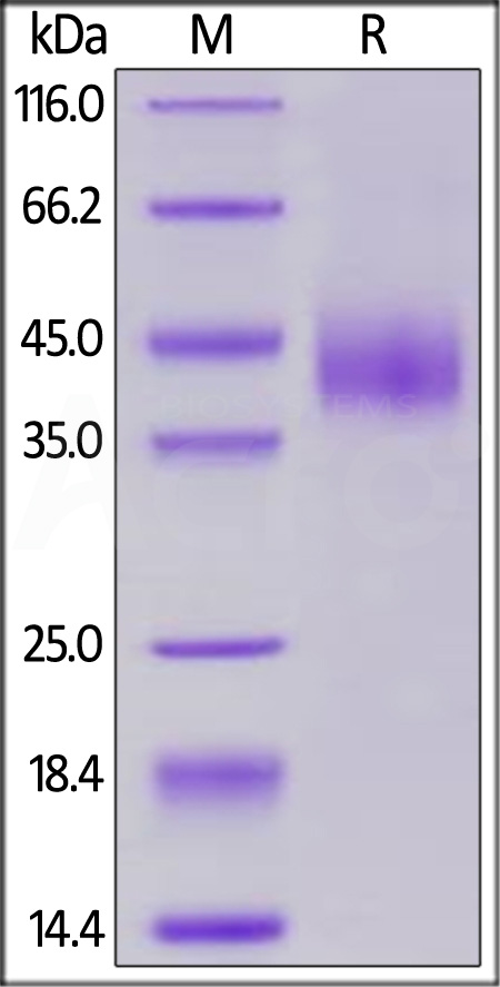 Cynomolgus B7-H6 Protein, His Tag (Cat. No. B76-C52Ha) SDS-PAGE gel