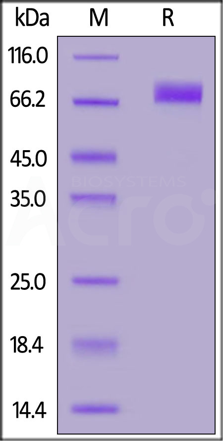 Biotinylated Human B7-H6, Fc,Avitag (Cat. No. B76-H82Wb) SDS-PAGE gel