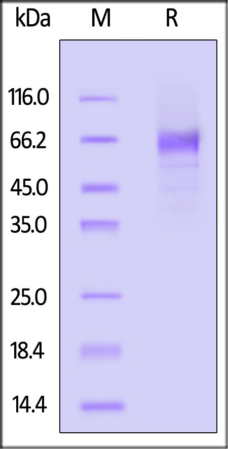 Biotinylated Cynomolgus B7-H7, His,Avitag (Cat. No. B77-C82E9) SDS-PAGE gel