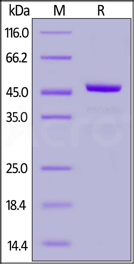 Human Bcl-x, GST Tag (Cat. No. BC1-H513a) SDS-PAGE gel