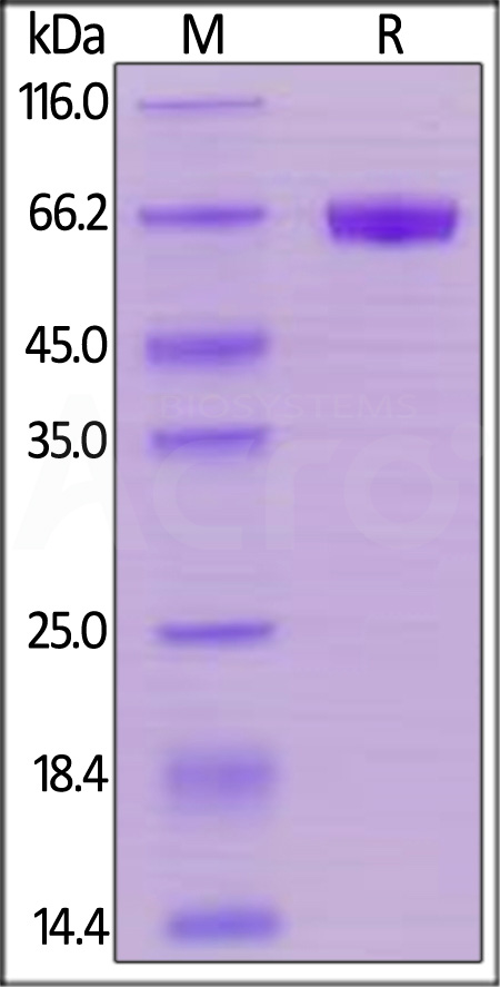 Human CD48, Mouse IgG2a Fc Tag, low endotoxin (Cat. No. BC1-H5258) SDS-PAGE gel