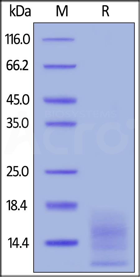 FITC-Labeled Human BCMA, His Tag (Cat. No. BCA-HF2H1) SDS-PAGE gel
