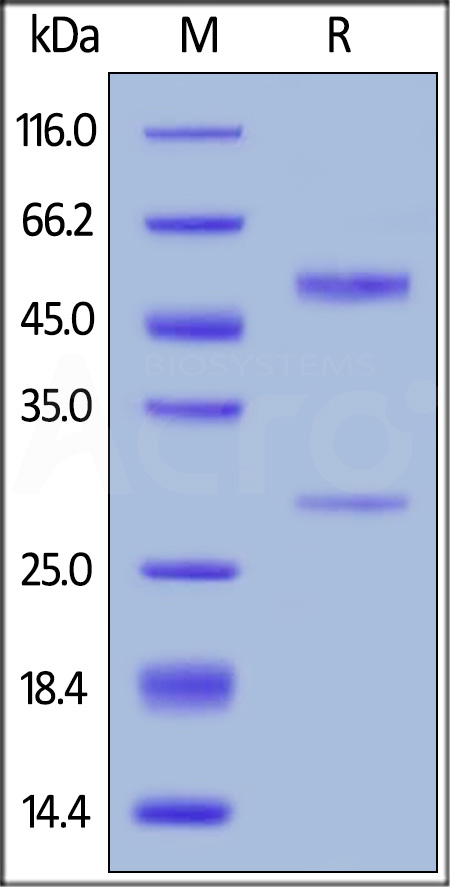 Anti-Bevacizumab Antibodies (recommended for neutralizing assay) (Cat. No. BEB-Y12) SDS-PAGE gel