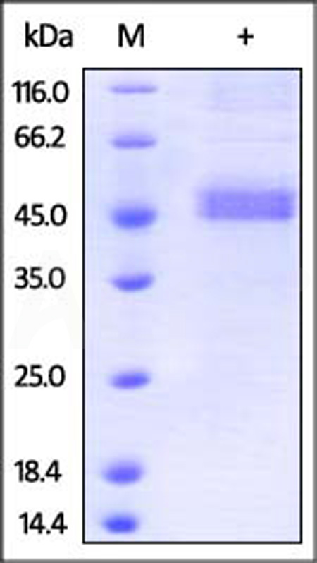 Human Betacellulin, Fc Tag (Cat. No. BEN-H525x) SDS-PAGE gel
