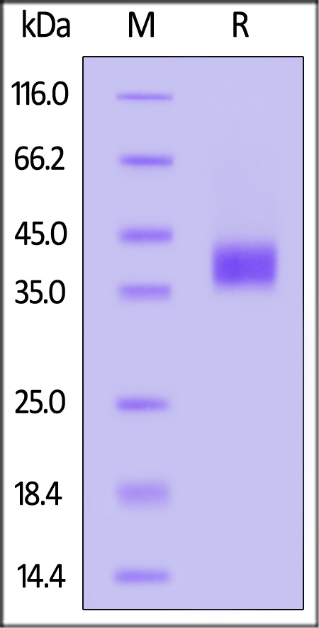 Human BST1, His Tag (Cat. No. BS1-H52H9) SDS-PAGE gel