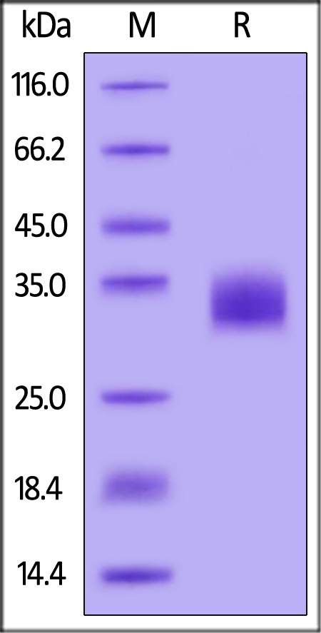 Human BTN1A1, His Tag (Cat. No. BT1-H5222) SDS-PAGE gel