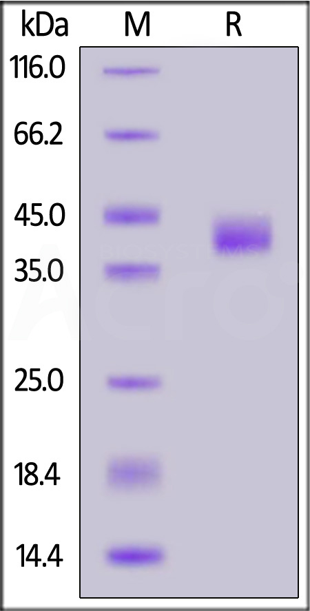 Human BTN2A1 Protein, His Tag (Cat. No. BT1-H52H6) SDS-PAGE gel
