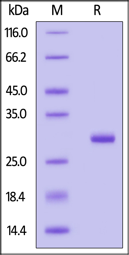Human HABP1, His Tag (Cat. No. C1P-H5122) SDS-PAGE gel