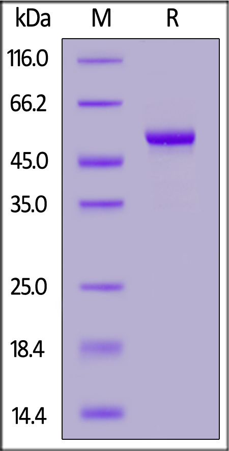 Biotinylated Cynomolgus Carbonic Anhydrase IX (38-398), His,Avitag (Cat. No. CA9-C82E6) SDS-PAGE gel