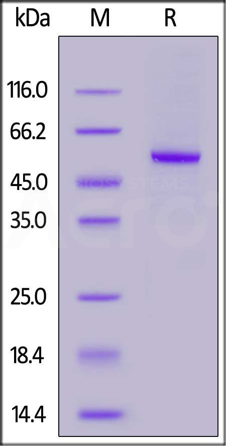 Biotinylated Human Carbonic Anhydrase IX (38-414), His,Avitag (Cat. No. CA9-H82E3) SDS-PAGE gel