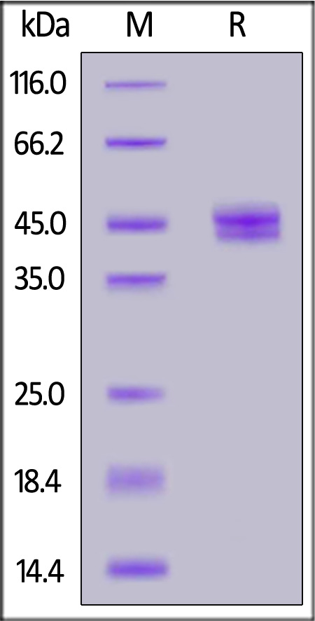 Human CCL2, Fc Tag (Cat. No. CC2-H5255) SDS-PAGE gel