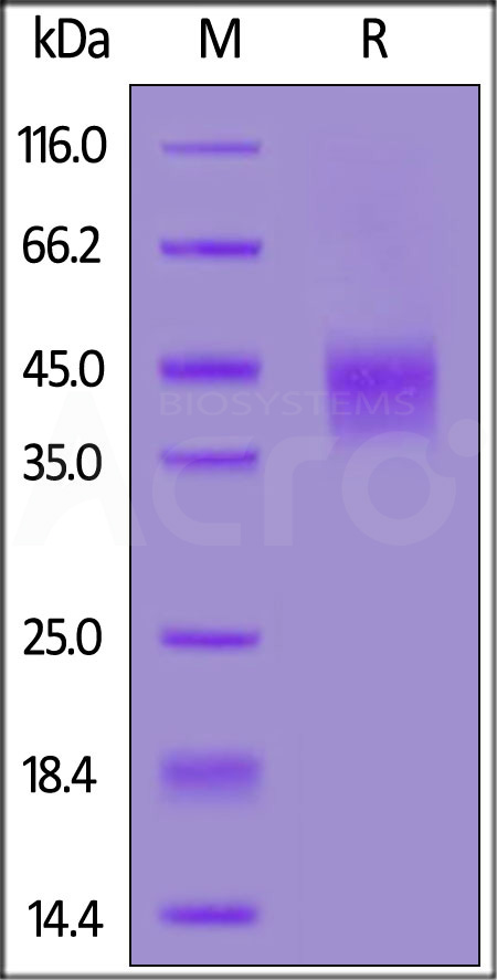 Cynomolgus / Rhesus macaque B7-1, His Tag (Cat. No. CD0-C52H3) SDS-PAGE gel