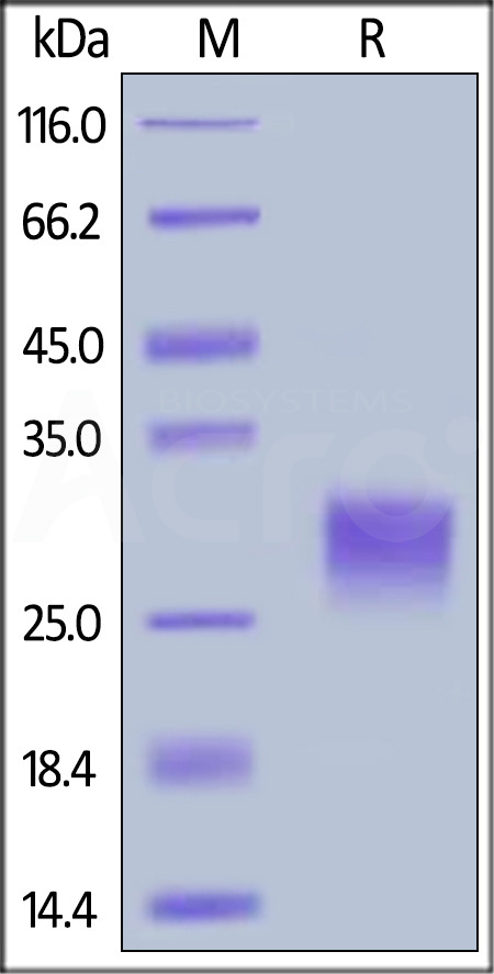 Cynomolgus CD40, His Tag (Cat. No. CD0-C52H6) SDS-PAGE gel