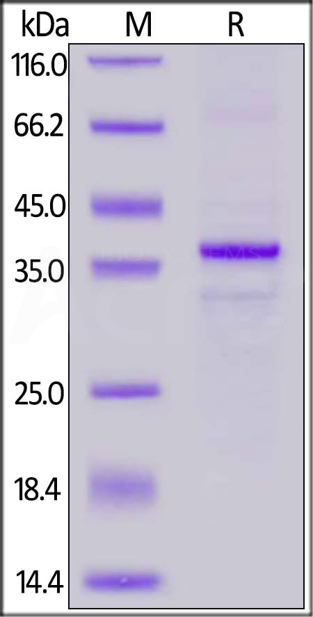 Cynomolgus CD20 Full Length, His Tag (Cat. No. CD0-C52H8) SDS-PAGE gel
