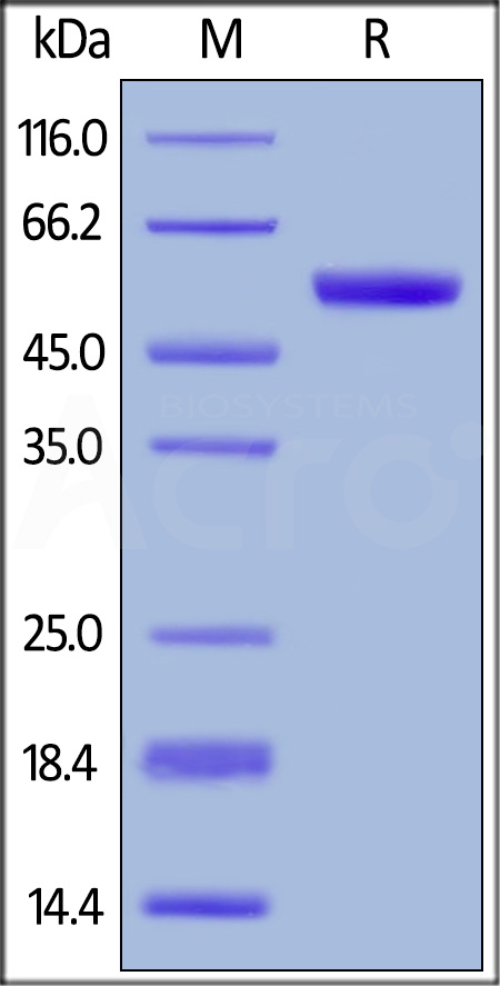 Human CD40 Protein, Fc Tag (MALS verified) (Cat. No. CD0-H5253) SDS-PAGE gel