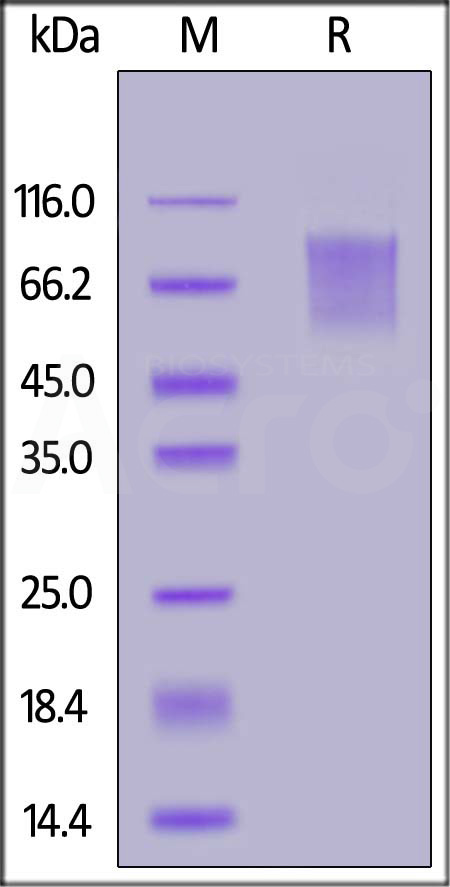 FITC-Labeled Human CD30, His Tag (Cat. No. CD0-HF2H4) SDS-PAGE gel