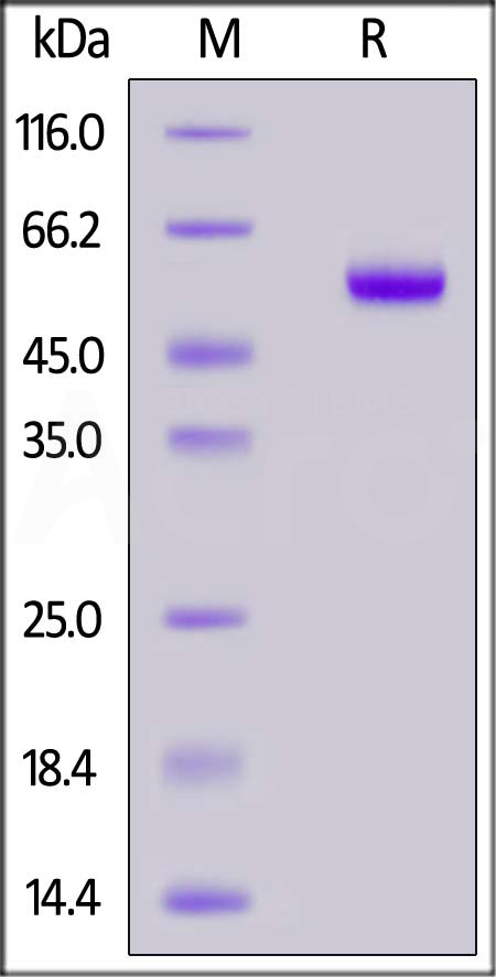 Biotinylated Mouse CD40, Fc,Avitag (Cat. No. CD0-M82F3) SDS-PAGE gel