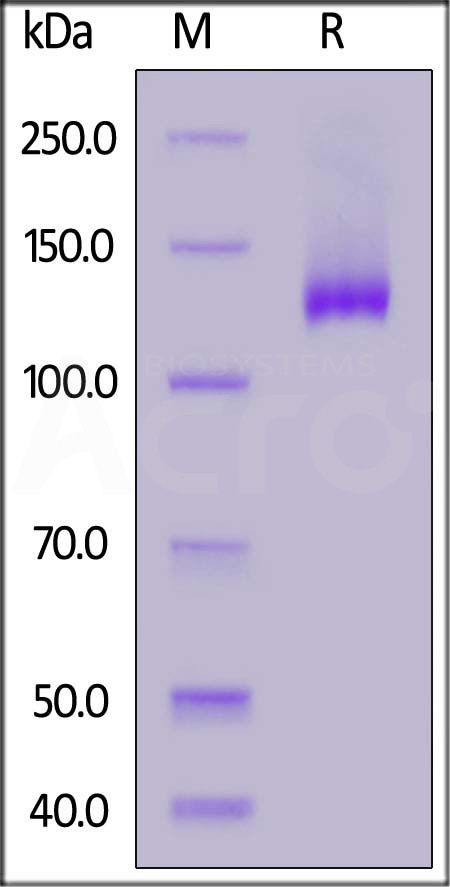 Human Siglec-2, Fc Tag (Cat. No. CD2-H5253) SDS-PAGE gel