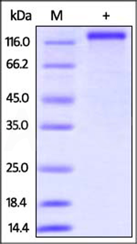 Human CD163, His Tag (Cat. No. CD3-H52E8) SDS-PAGE gel
