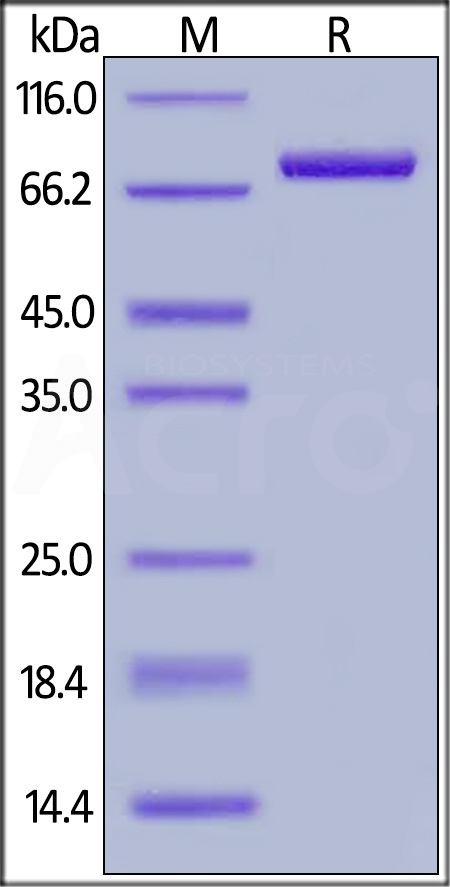 Rhesus macaque CD4, Fc Tag (Cat. No. CD4-C5256) SDS-PAGE gel