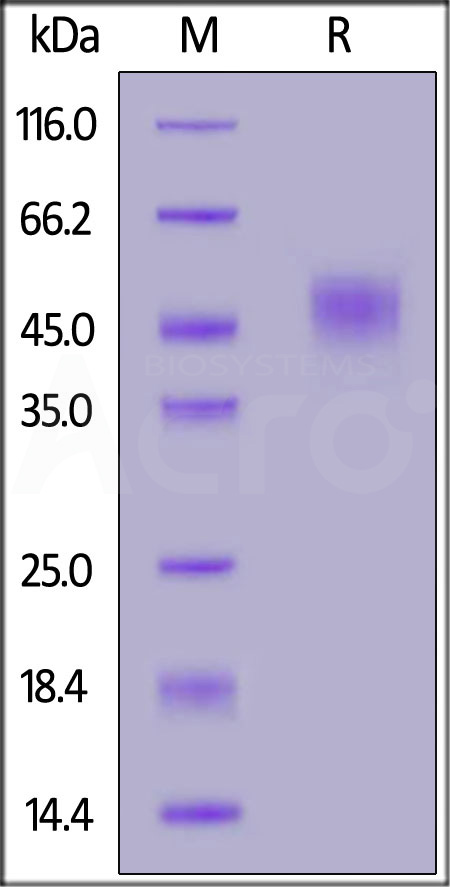 Biotinylated Cynomolgus CD24, Fc Tag, primary amine labeling (Cat. No. CD4-C8254) SDS-PAGE gel