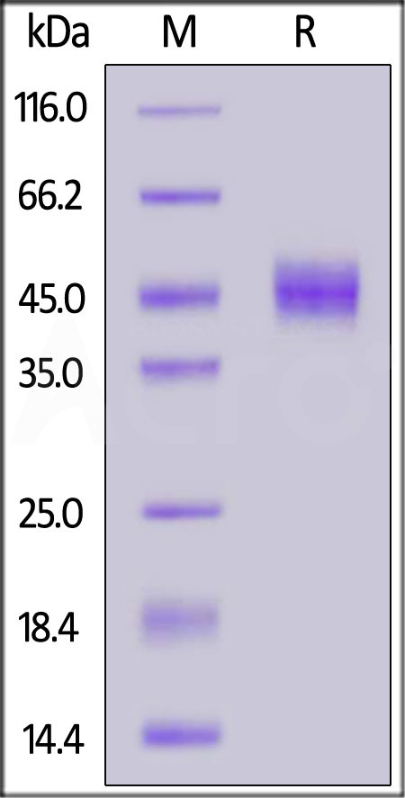 Human CD14, His Tag (Cat. No. CD4-H5228) SDS-PAGE gel