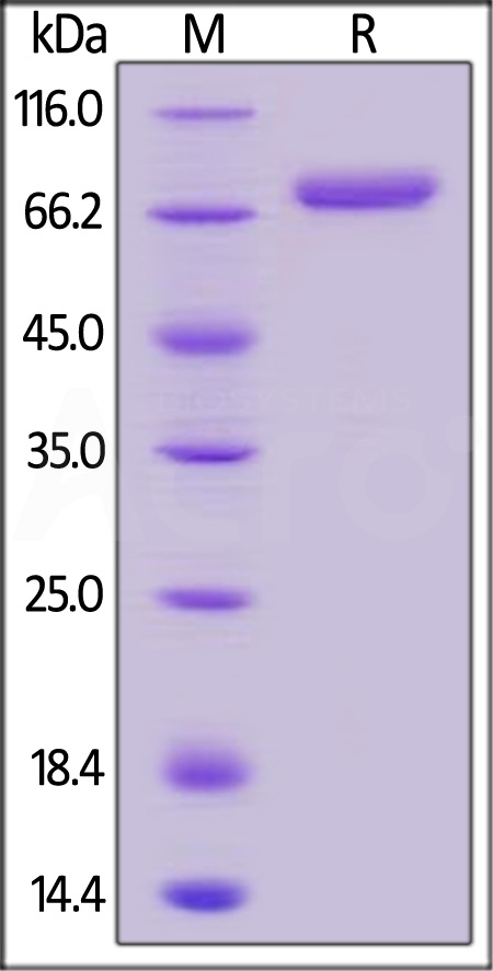 Human CD14, Fc Tag (Cat. No. CD4-H5252) SDS-PAGE gel
