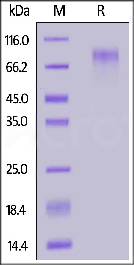 Human CD34, His Tag (Cat. No. CD4-H52H9) SDS-PAGE gel