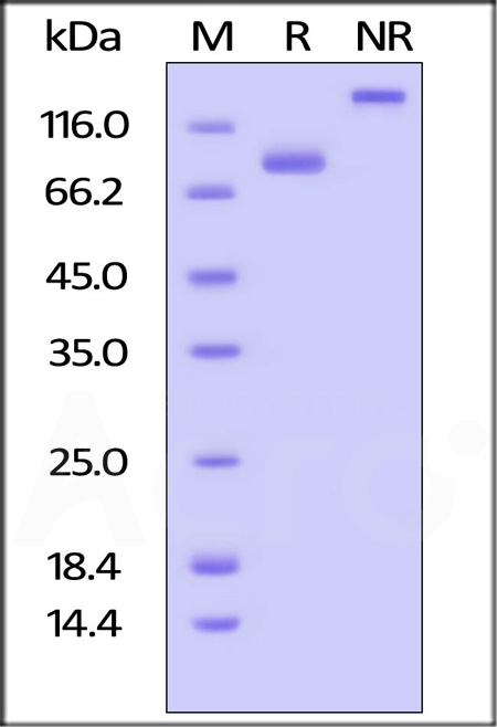 Biotinylated Human CD4, Fc,Avitag (Cat. No. CD4-H82F3) SDS-PAGE gel