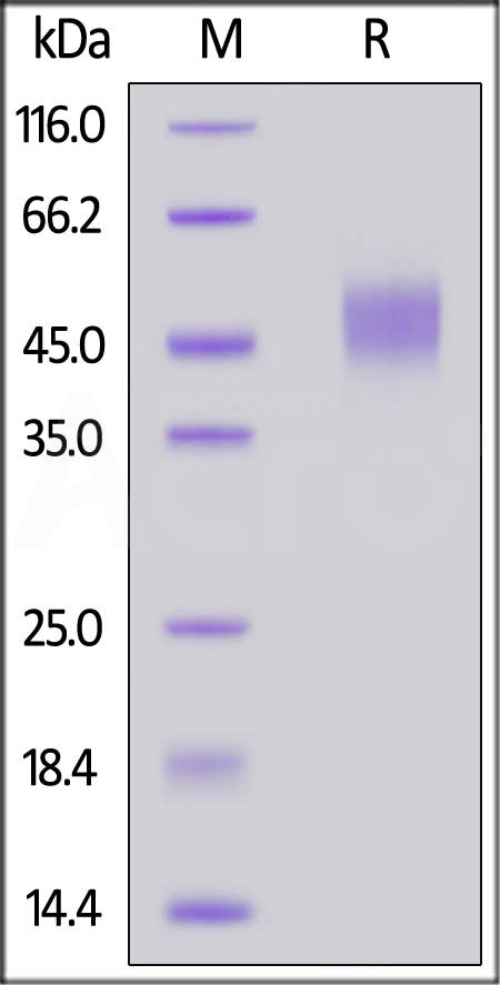 Biotinylated Mouse CD64, His,Avitag (Cat. No. CD4-M82E7) SDS-PAGE gel