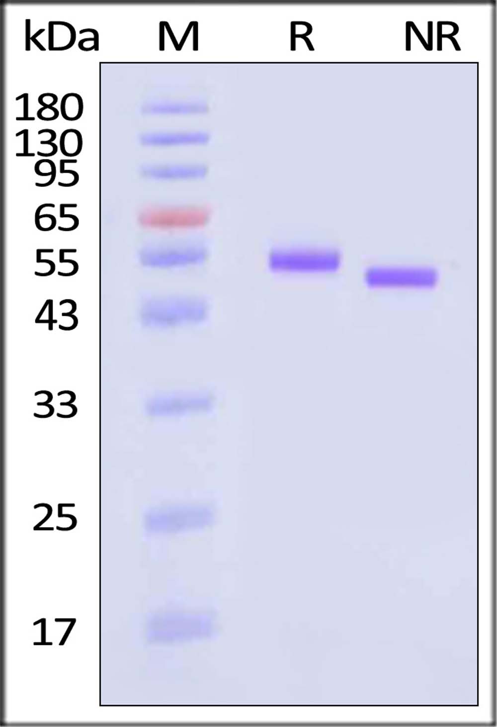 Biotinylated Human CD5, His,Avitag (Cat. No. CD5-H82E5) SDS-PAGE gel
