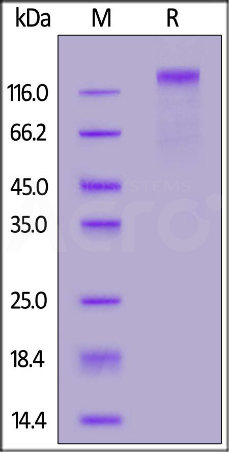 Biotinylated Human CD45, His,Avitag (Cat. No. CD5-H82E7) SDS-PAGE gel