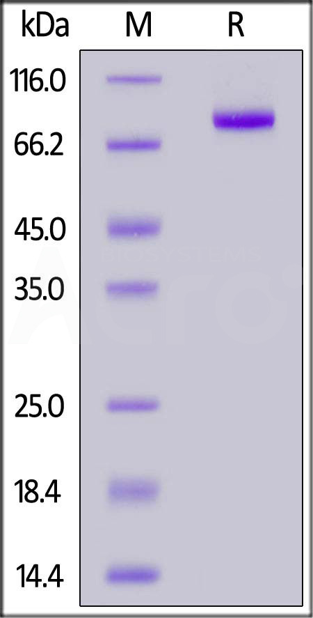 Biotinylated Human CD5, Fc,Avitag (Cat. No. CD5-H82F3) SDS-PAGE gel