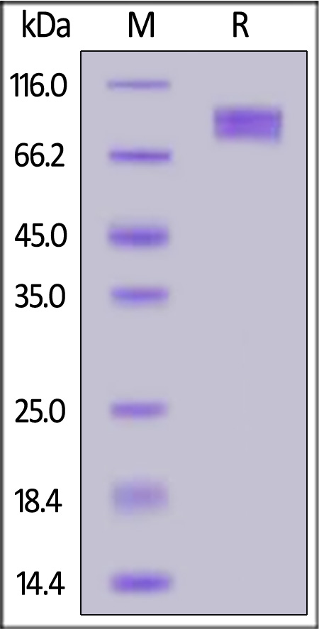 Cynomolgus / Rhesus macaque B7-2, Fc Tag (Cat. No. CD6-C5254) SDS-PAGE gel