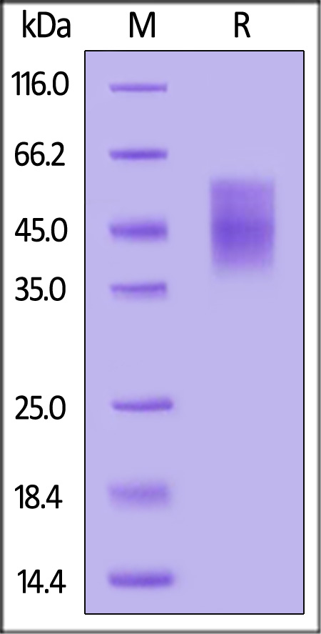 Cynomolgus / Rhesus macaque B7-2, His Tag (Cat. No. CD6-C52H5) SDS-PAGE gel